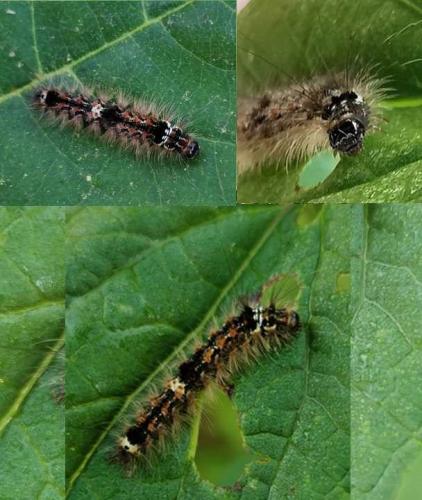 Réf. 328 255 : Eilema sororcula
